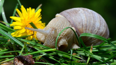 Weinbergschnecke_ (8).jpg